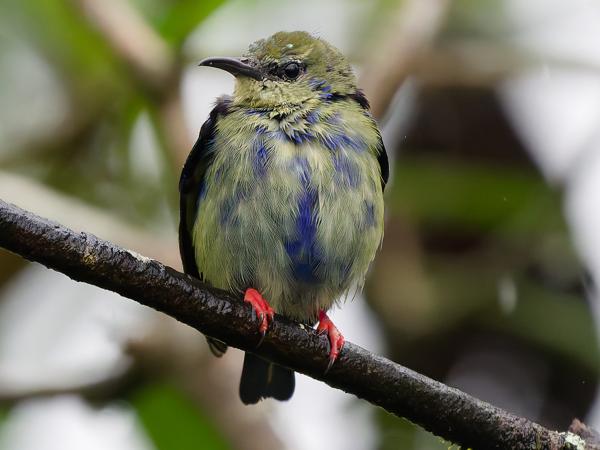 <h3><a href="/trips/costa-rica/biota/animalia/chordata/aves/040 passeriformes/127 thraupidae/cyanerpes cyaneus/cyanerpes cyaneus-nl.html">Cyanerpes&nbsp;cyaneus</a> / Red‑legged&nbsp;honeycreeper / Blauwe&nbsp;suikervogel</h3>OM-1 Mark II met OLYMPUS M.150-400mm F4.5, 1/2000 sec  bij F4.5, ISO 10000, afstand 6.4&nbsp;m